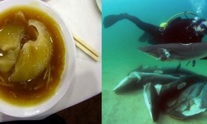 Added Protection for Sharks - Gansbaai Daily News